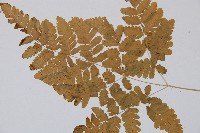 細裂羽節蕨藏品圖，第5張