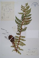 登錄號:P003901藏品圖，第1張