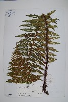 密鱗鱗毛蕨藏品圖，第1張