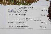 密鱗鱗毛蕨藏品圖，第2張