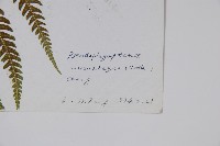 禾稈紫柄蕨藏品圖，第2張