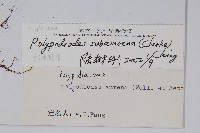 亞友水龍骨藏品圖，第2張