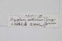 瓦氏鱗毛蕨藏品圖，第2張