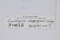 華中蛾眉蕨藏品圖，第2張