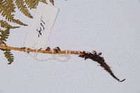 華中蛾眉蕨藏品圖，第3張