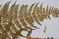 華中蛾眉蕨藏品圖，第4張