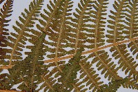 華中蛾眉蕨藏品圖，第5張