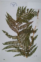 登錄號:P003908藏品圖，第1張