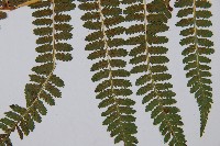 登錄號:P003908藏品圖，第3張