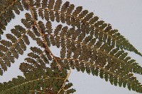 登錄號:P003908藏品圖，第4張