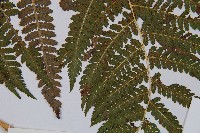 登錄號:P003908藏品圖，第5張