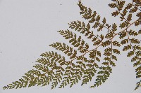 登錄號:P003909藏品圖，第3張