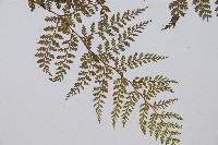 登錄號:P003909藏品圖，第4張