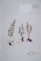 小葉鐵角蕨藏品圖，第1張