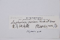 小葉鐵角蕨藏品圖，第2張