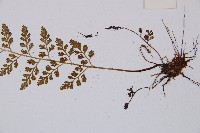 小葉鐵角蕨藏品圖，第3張
