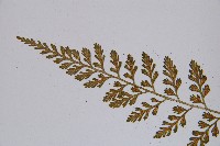 小葉鐵角蕨藏品圖，第4張