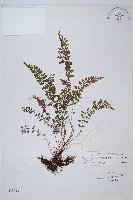 鈍齒鐵角蕨藏品圖，第1張