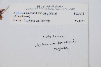 鈍齒鐵角蕨藏品圖，第2張