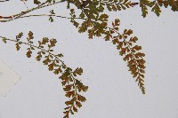 鈍齒鐵角蕨藏品圖，第3張