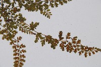 鈍齒鐵角蕨藏品圖，第4張