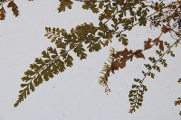 鈍齒鐵角蕨藏品圖，第5張