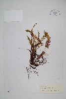 長葉蕗蕨藏品圖，第1張