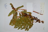 登錄號:P003914藏品圖，第1張