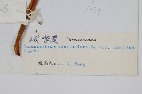 登錄號:P003914藏品圖，第2張