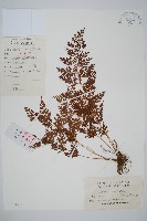 烏蕨藏品圖，第1張