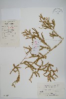 石松藏品圖，第1張