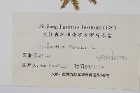 石松藏品圖，第2張