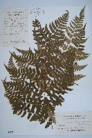 闊鱗鱗毛蕨藏品圖，第1張