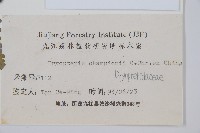 闊鱗鱗毛蕨藏品圖，第2張