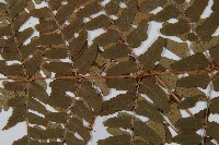 闊鱗鱗毛蕨藏品圖，第4張