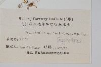 翠雲草、藍草藏品圖，第2張