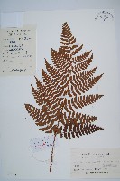 闊鱗鱗毛蕨藏品圖，第1張