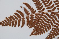 闊鱗鱗毛蕨藏品圖，第5張