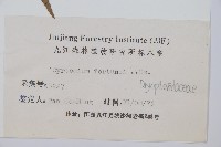 貫眾蕨藏品圖，第2張