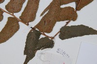 貫眾蕨藏品圖，第3張