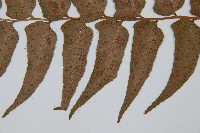 貫眾蕨藏品圖，第4張