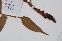 貫眾蕨藏品圖，第5張