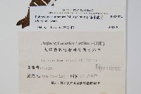 日本水龍骨藏品圖，第2張