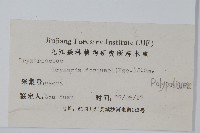 槲蕨藏品圖，第2張