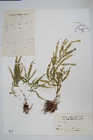 鳳尾蕨藏品圖，第1張