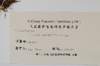 鳳尾蕨藏品圖，第2張