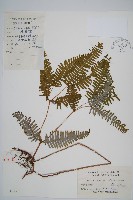 芒萁藏品圖，第1張