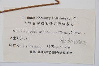 芒萁藏品圖，第2張