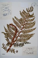 觀光鱗毛蕨藏品圖，第1張