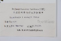 觀光鱗毛蕨藏品圖，第2張